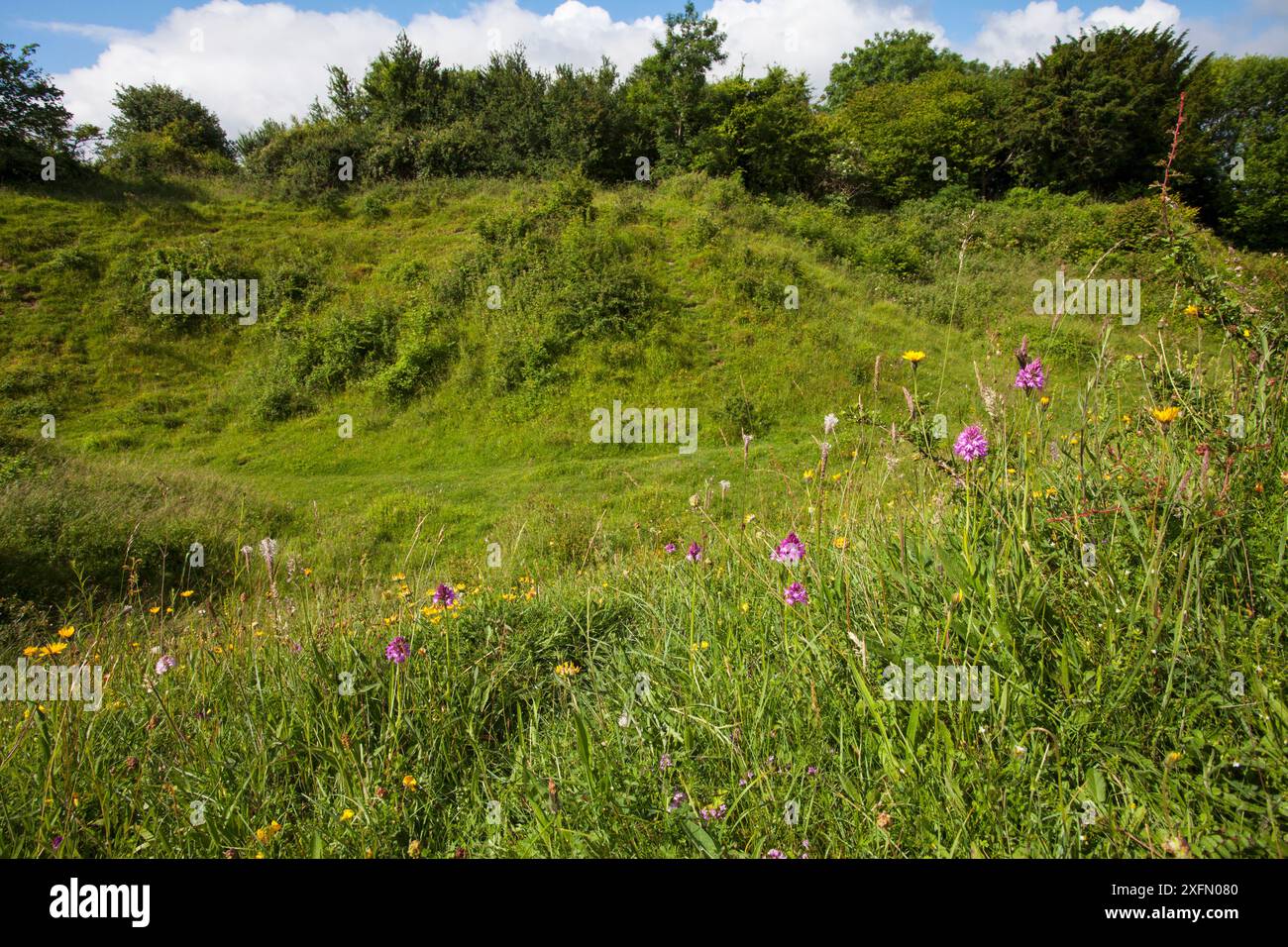 Fleurs sauvages, y compris l'orchidée pyramidale (Anacamptis pyramidalis) sur la craie de Broughton Down Hampshire et Isle of Wight Wildlife Trust Reserve près de Broughton Hampshire Angleterre juin 2016 Banque D'Images Fleurs sauvages, y compris l'orchidée pyramidale (Anacamptis pyramidalis) sur la craie de Broughton Down Hampshire et Isle of Wight Wildlife Trust Reserve près de Broughton Hampshire Angleterre juin 2016 Banque D'Images