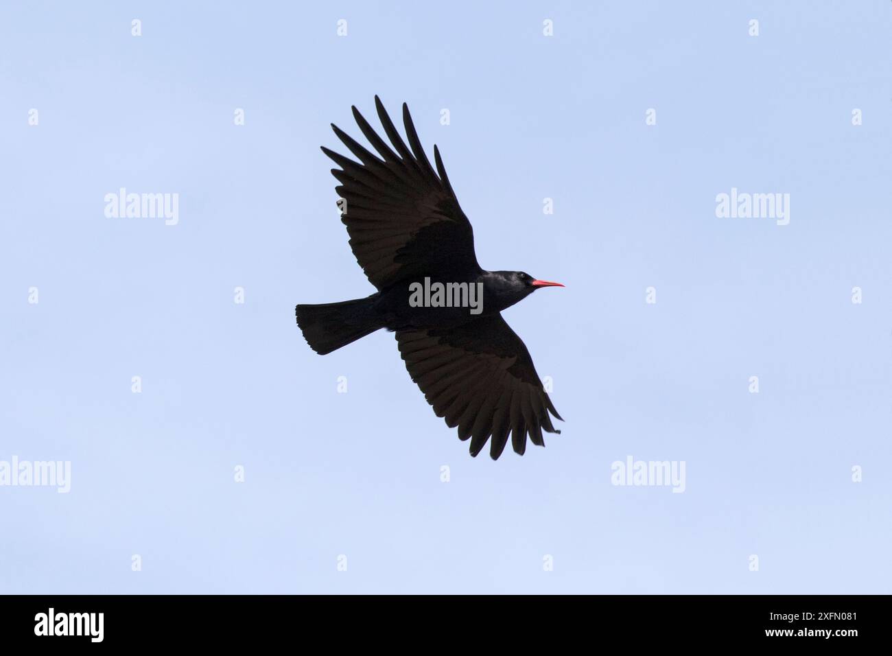 chough à bec rouge (Pyrrhocorax pyrrhocorax) en vol, réserve RSPB de South Stack Cliffs, Holyhead, Anglesey, pays de Galles, Royaume-Uni, avril. Banque D'Images chough à bec rouge (Pyrrhocorax pyrrhocorax) en vol, réserve RSPB de South Stack Cliffs, Holyhead, Anglesey, pays de Galles, Royaume-Uni, avril. Banque D'Images