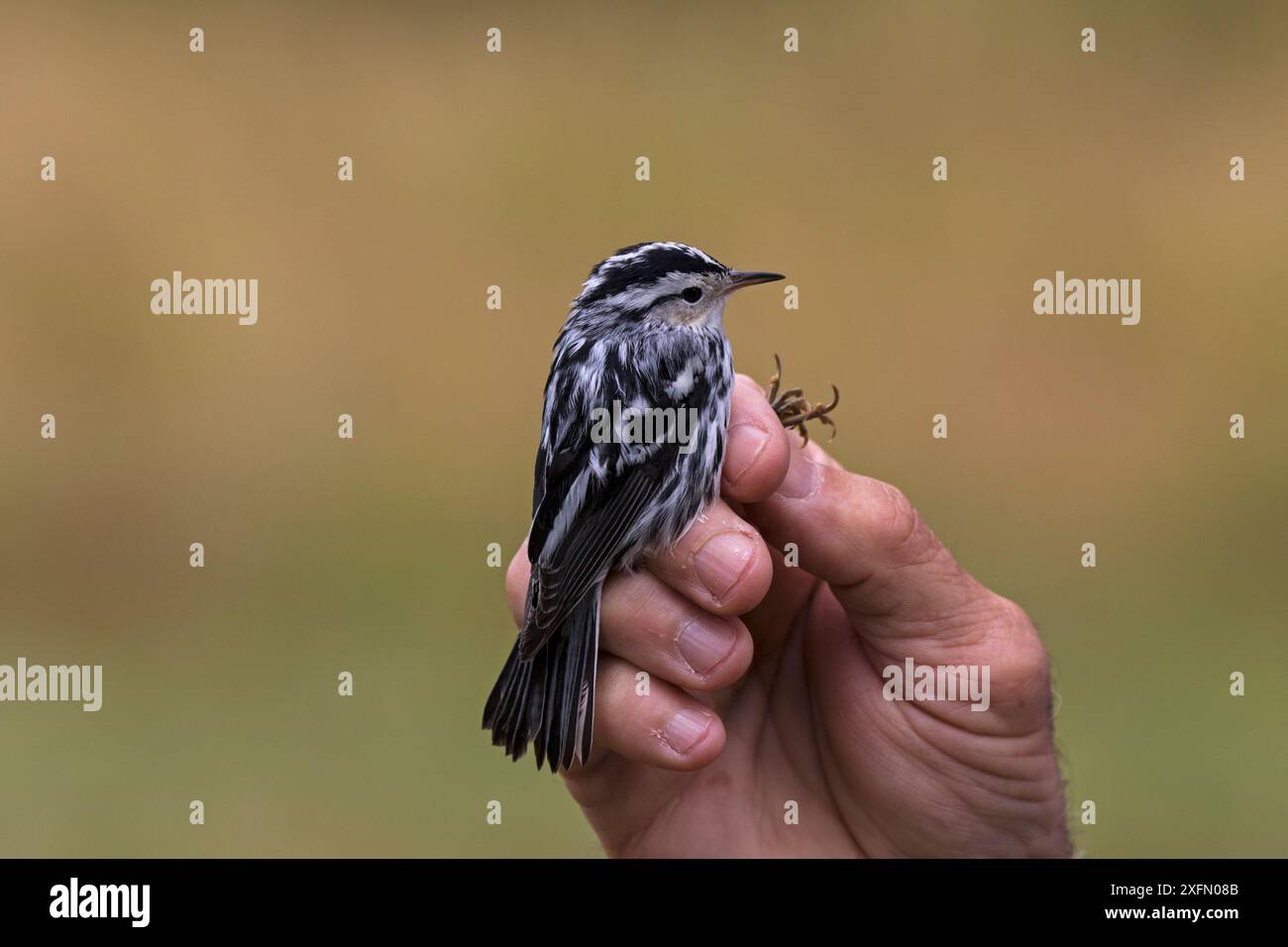 Paruline noire et blanche (Mniotilta varia) pendant le battement des oiseaux, Shore Road, Île Grand Manan, Canada, août. Banque D'Images