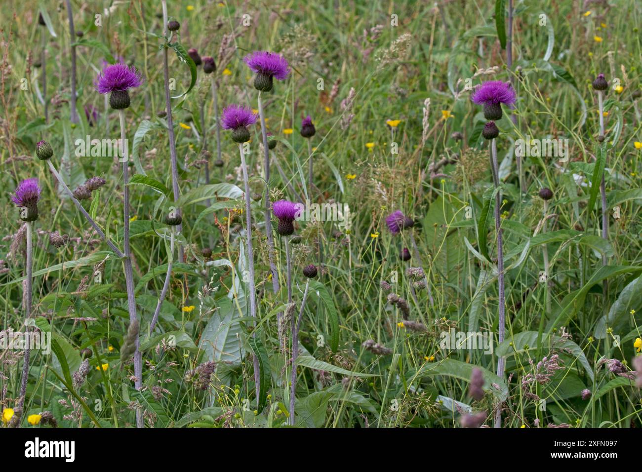 Chardon mélancolique (Cirsium helenioides) dans la prairie de fleurs sauvages, Askrigg Bottoms, près d'Askrigg, Yorkshire Dales National Park Yorkshire, Angleterre, Royaume-Uni, juillet. Banque D'Images