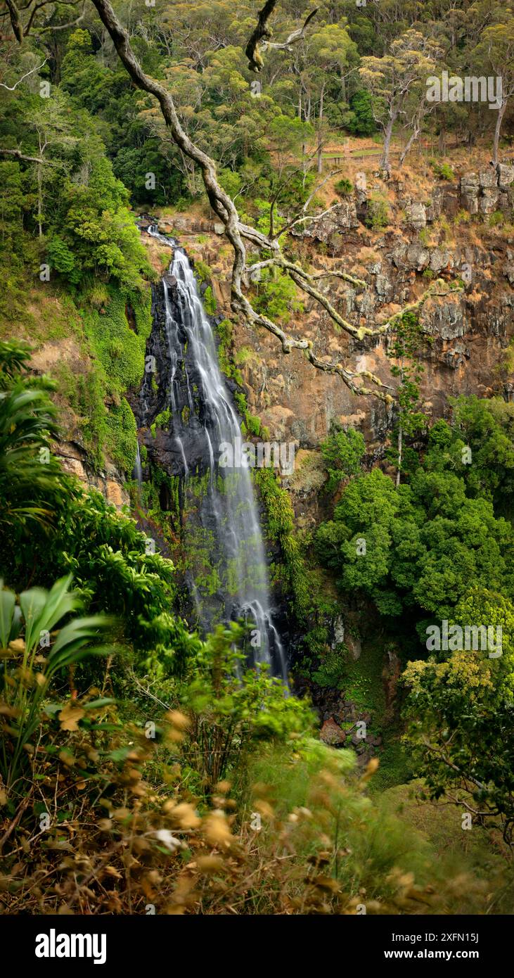 Morans Falls, Green Mountains, parc national de Lamington, forêts tropicales d'Australie, site classé au patrimoine mondial de l'UNESCO, Queensland, Australie. Banque D'Images