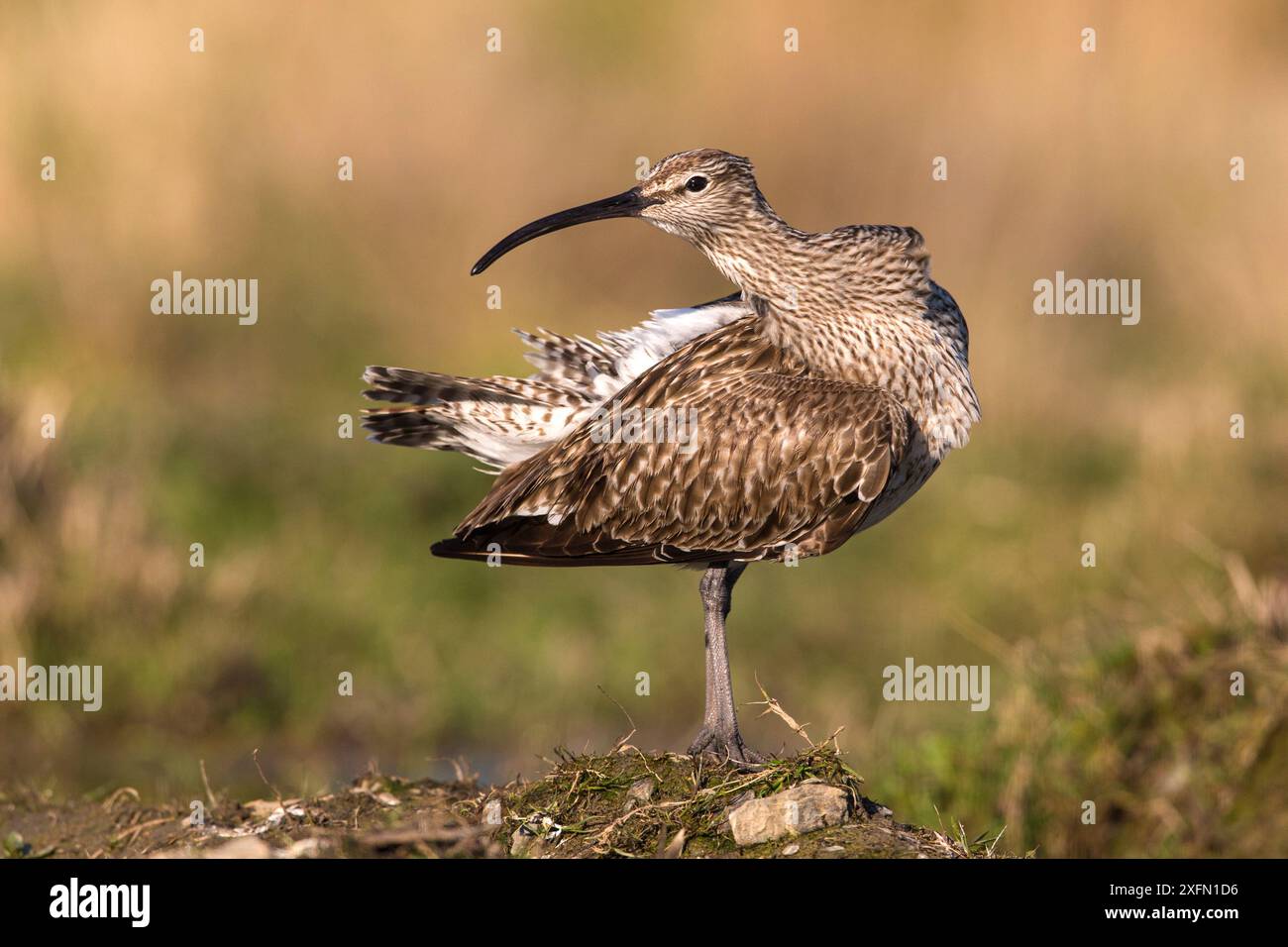 Whimbrel (Numenius phaeopus) regardant par-dessus l'épaule, réserve d'oiseaux de St John's Pool, Thurso, Caithness, Écosse, Royaume-Uni, mai. Banque D'Images