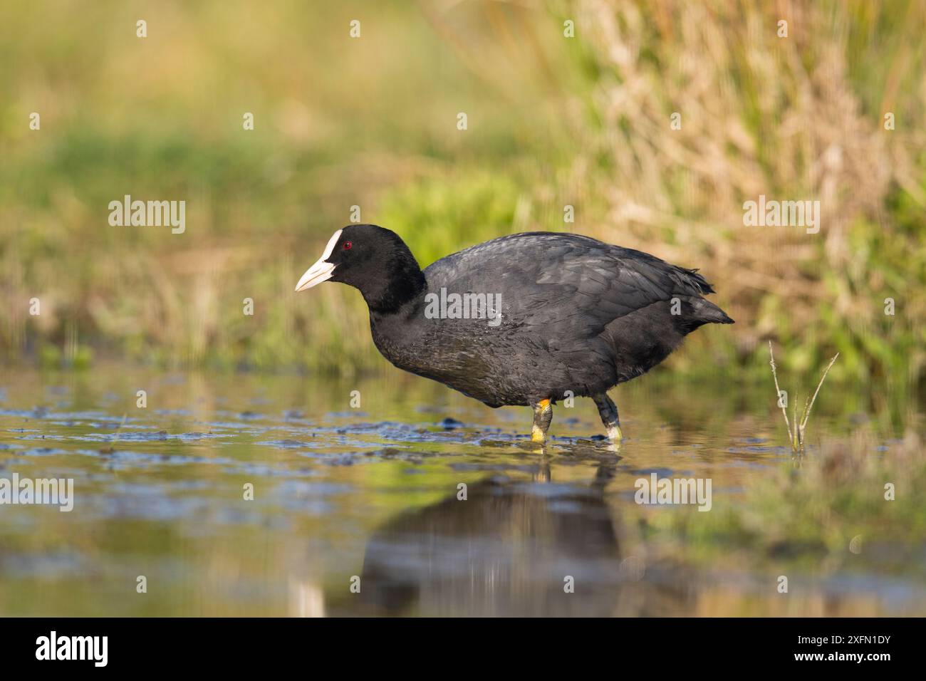 Coot (Fulica atra) debout dans un habitat de milieu humide, réserve d'oiseaux de St John's Pool, Thurso, Caithness, Écosse, Royaume-Uni, mai. Banque D'Images