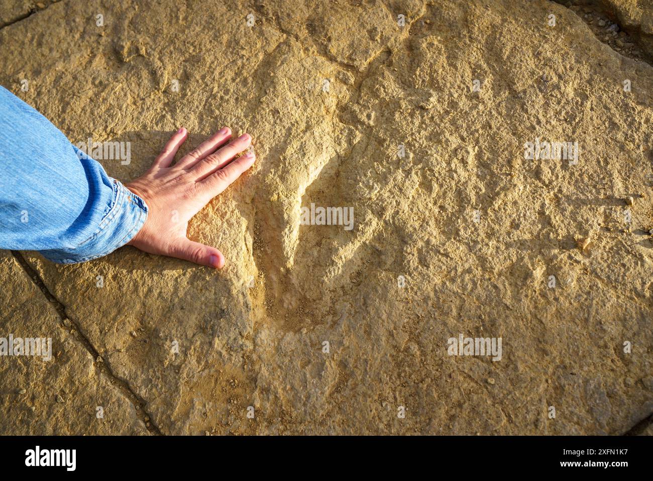 Comparaison entre une main humaine et une trace fossile ou ichnite, empreinte de tridactyle fossilisée sur la roche Banque D'Images