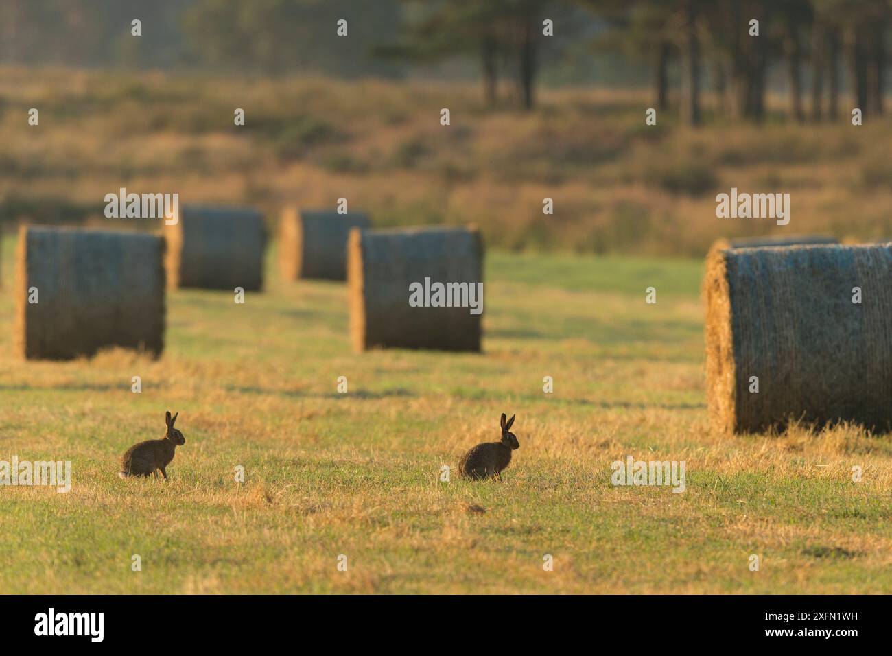 Deux lièvres brunes (Lepus europaeus) dans des champs arables avec des balles de foin après récolte, Écosse, Royaume-Uni, juillet. Banque D'Images