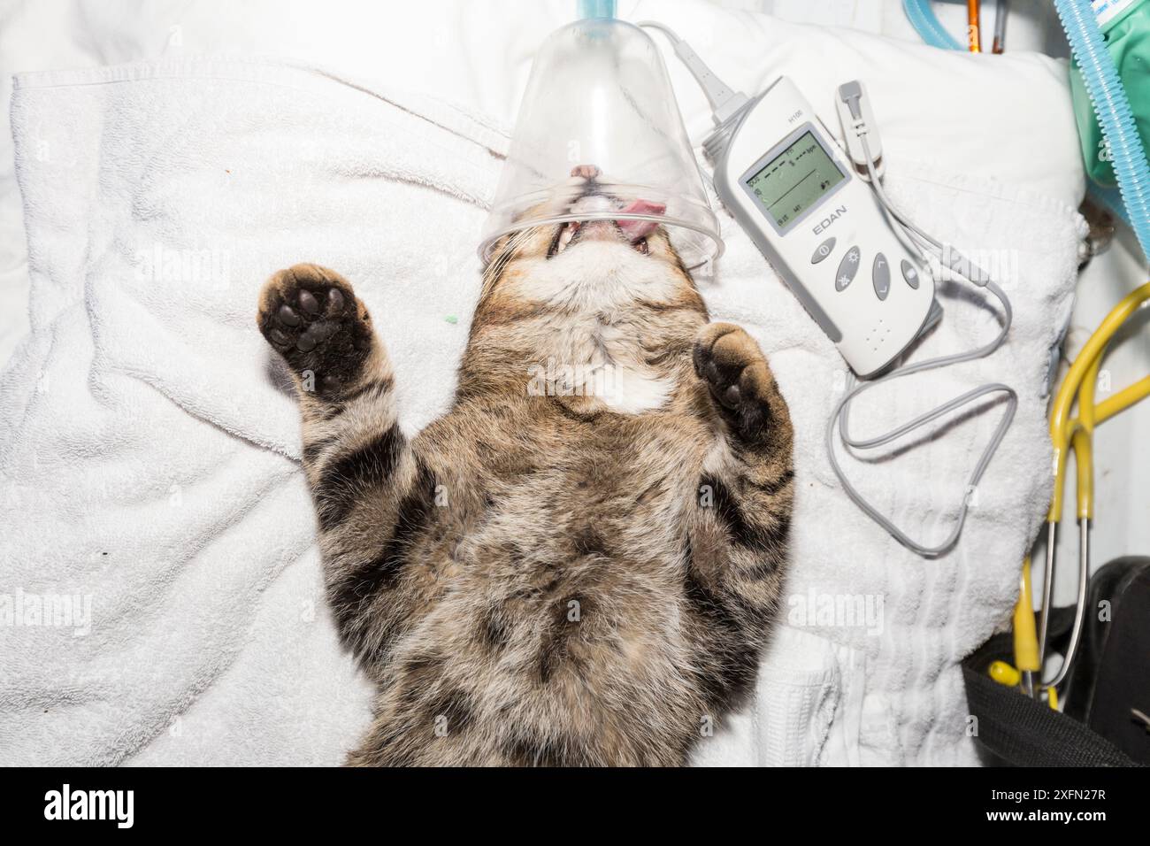 Chat sauvage écossais (Felis silvestris grampia) mâle, sur le dos pour montrer le dessous du menton pour le pointage du pelage. À l'intérieur de l'unité vétérinaire mobile de la Royal Zoological Society Scotland / RZSS, Strathsprey, Cairngorms National Park, Écosse, Royaume-Uni, février 2017. Banque D'Images