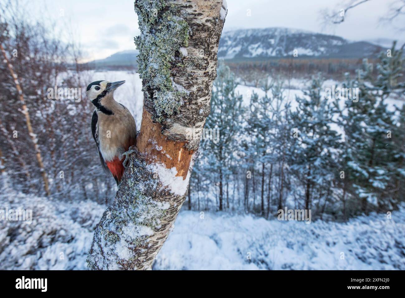 Grand pic tacheté (Dendrocopos major) sur le tronc d'arbre dans la forêt couverte de neige, Glenfeshie, Cairngorms National Park, Écosse, Royaume-Uni, janvier . Banque D'Images