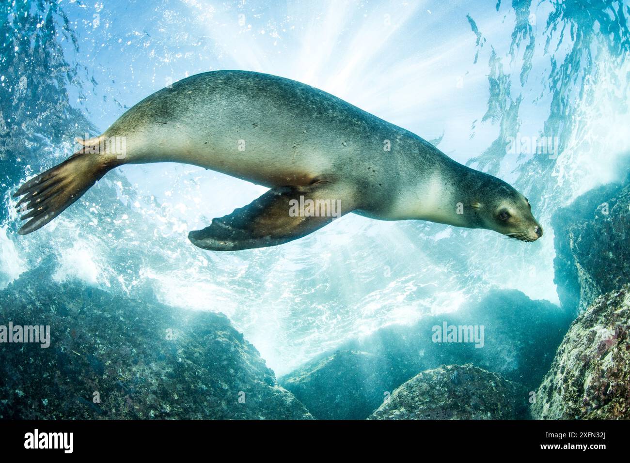 Phoque de Californie, (Zalophus californianus), Los Islotes, mer de Cortez, basse-Californie, Mexique, océan Pacifique est Banque D'Images