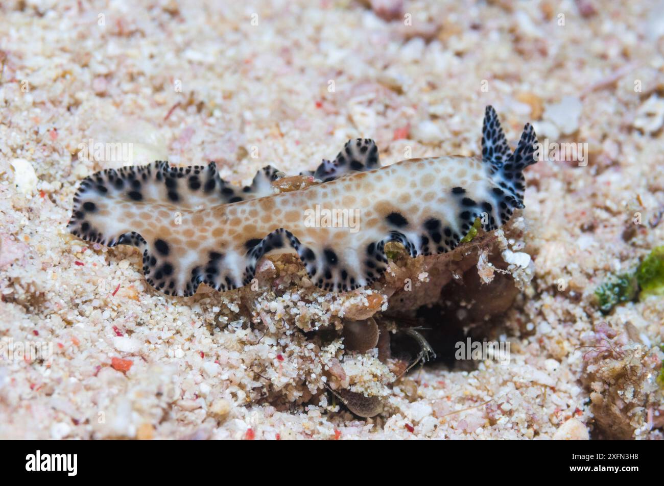 Ver plat polyclad (Maritigrella fuscopunctata) sur fond marin, Papouasie occidentale, Indonésie. Banque D'Images