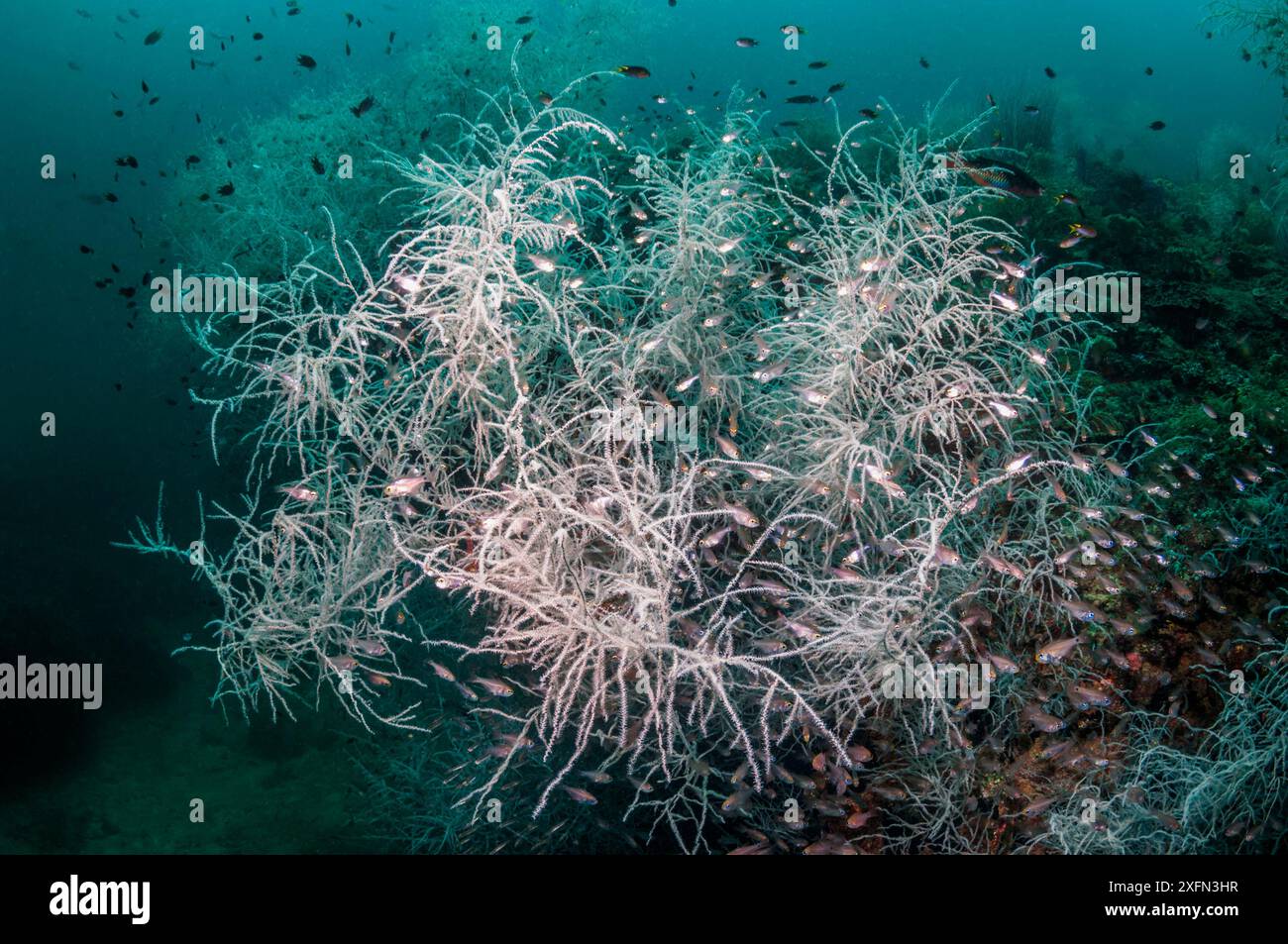 Corail noir (Antipathes dichotoma) entouré de bancs de poissons, Papouasie occidentale, Indonésie. Banque D'Images