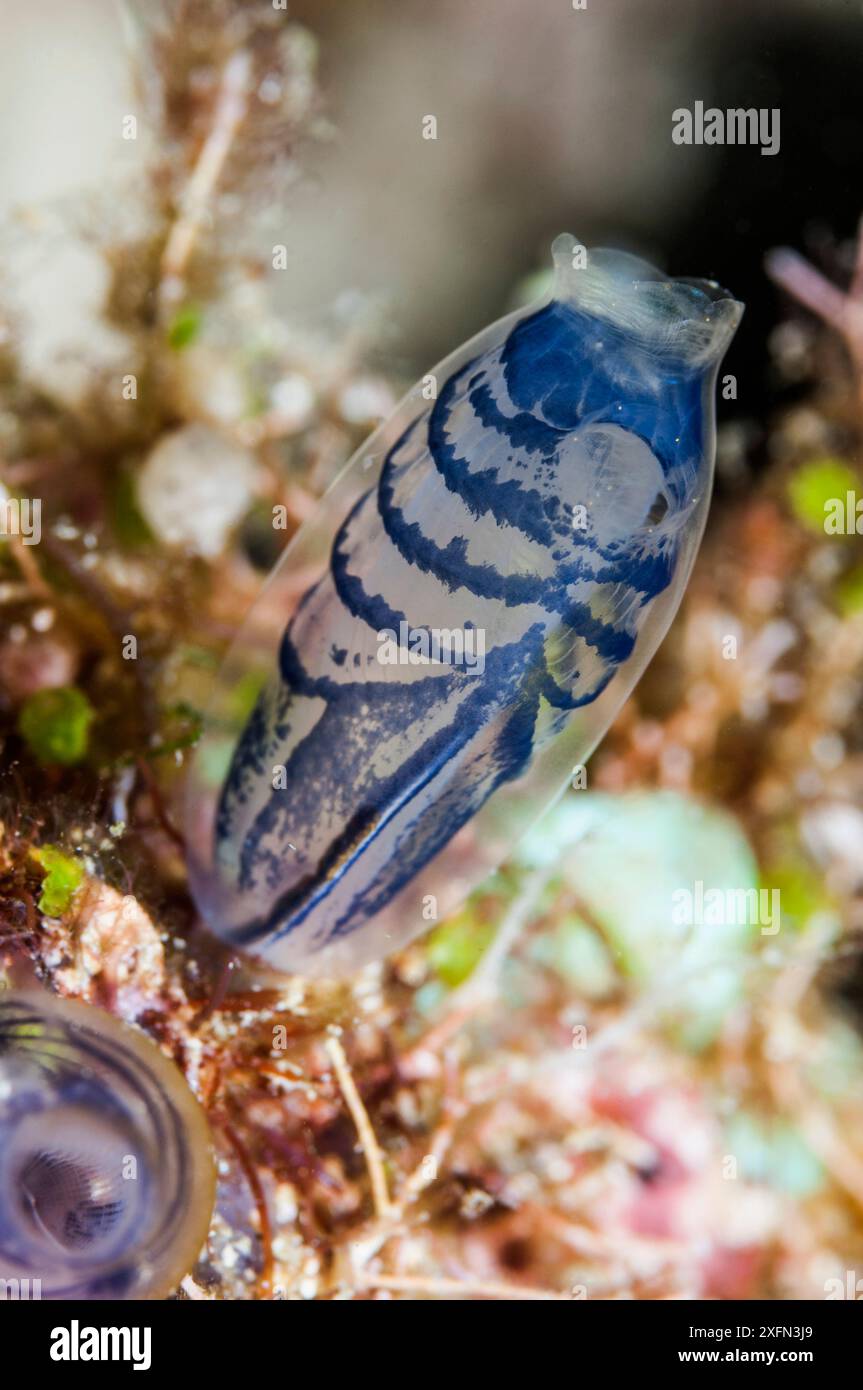 Tunicier bleu (Rhopalaea circula), Papouasie occidentale, Indonésie. Banque D'Images