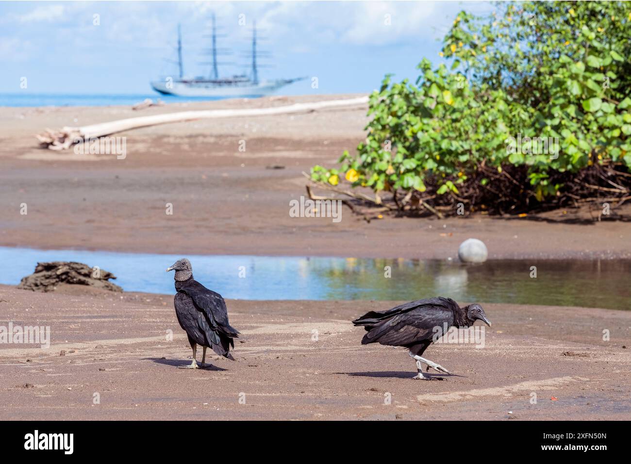 Vautours noir (Coragyps atratus) sur la plage à l'embouchure de la rivière Drake. Parc national du Corcovado. OSA, Costa Rica. Banque D'Images