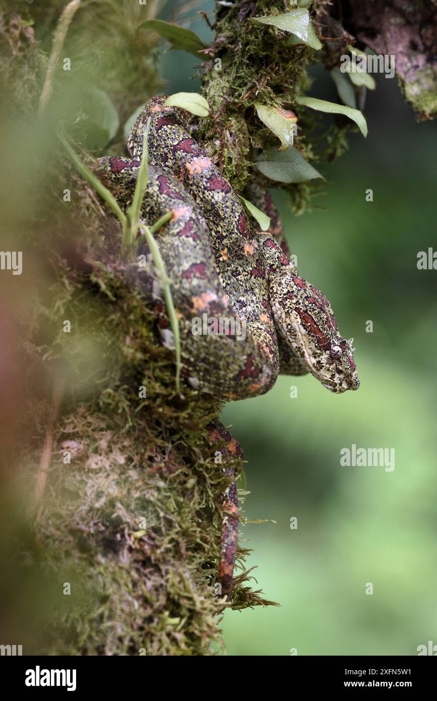 Viper de Pit de cils (Bothriechis schlegelii) forme camouflée distinctive qui imite la mousse et le lichen. Espèces arboricoles reposant dans la forêt tropicale de moyenne altitude sous l'étage. Pente des Caraïbes, Costa Rica, Amérique centrale. (hautement venimeux). Banque D'Images