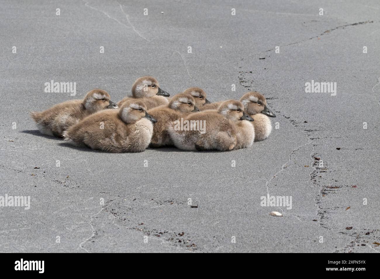 Canard à vapeur sans vol (Tachyeres brachypterus) canetons reposant sur une plage, Sealion Island, îles Falkland. Décembre. Banque D'Images Canard à vapeur sans vol (Tachyeres brachypterus) canetons reposant sur une plage, Sealion Island, îles Falkland. Décembre. Banque D'Images