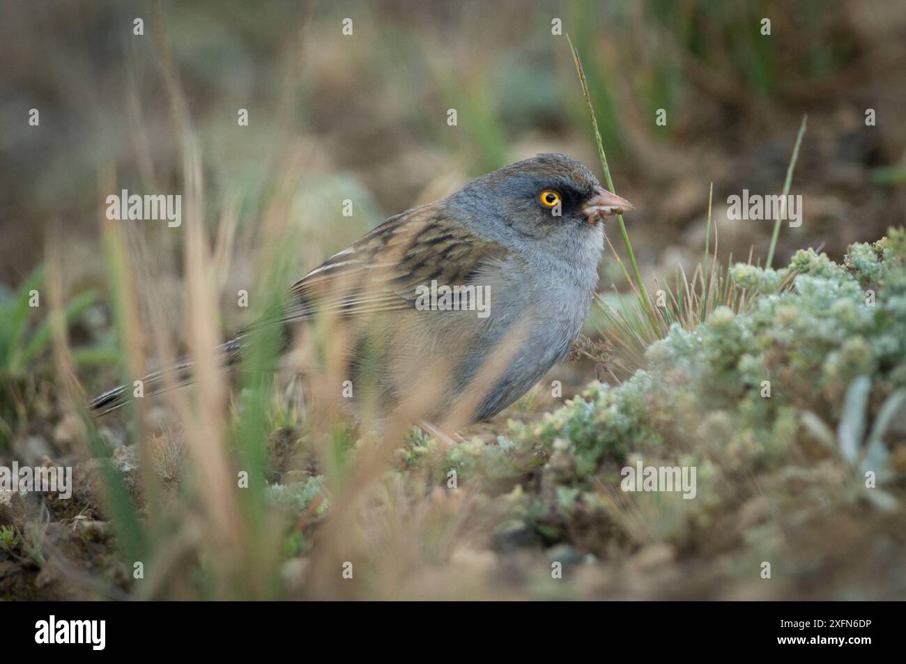 Volcan Junco (Junco vulcani) endémique des hauts plateaux du sud du Costa Rica. Banque D'Images