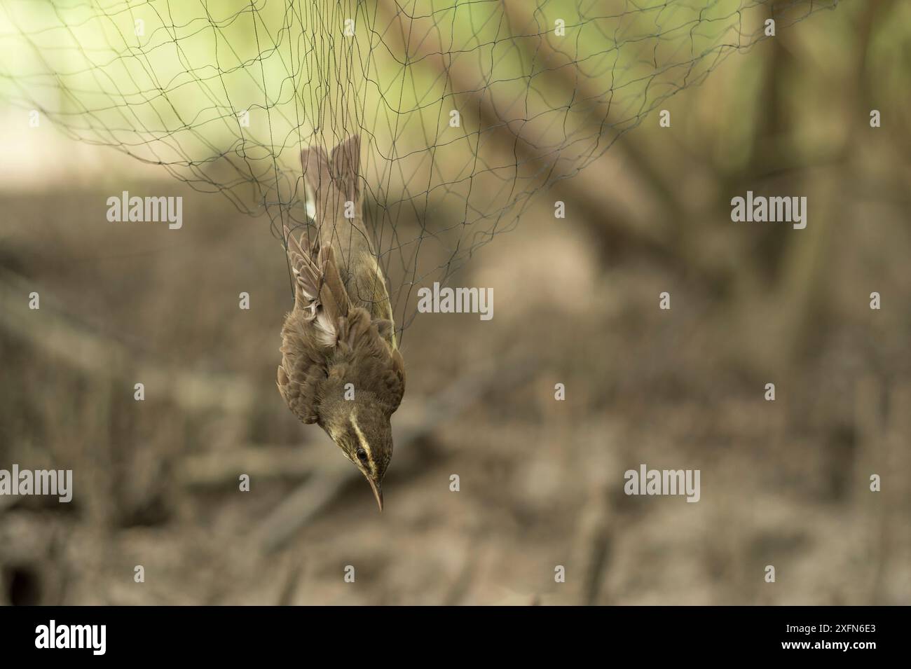 Ruée du Nord (Parkesia noveboracensis), capturée dans un filet de brume au cours d'une étude sur les oiseaux migrateurs au Costa Rica, janvier. Banque D'Images Ruée du Nord (Parkesia noveboracensis), capturée dans un filet de brume au cours d'une étude sur les oiseaux migrateurs au Costa Rica, janvier. Banque D'Images