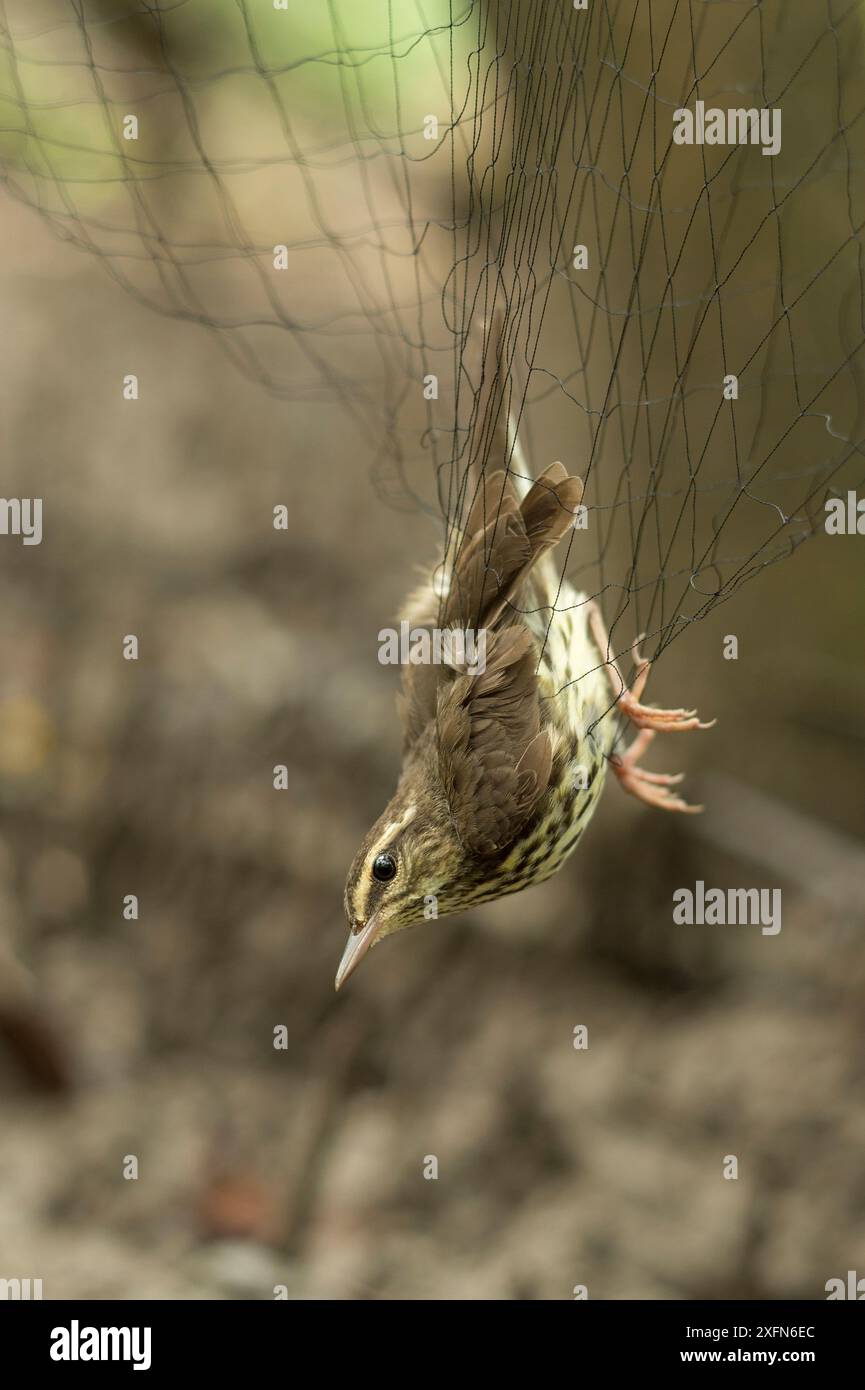 Ruée du Nord (Parkesia noveboracensis), capturée dans un filet de brume au cours d'une étude sur les oiseaux migrateurs au Costa Rica, janvier. Banque D'Images Ruée du Nord (Parkesia noveboracensis), capturée dans un filet de brume au cours d'une étude sur les oiseaux migrateurs au Costa Rica, janvier. Banque D'Images