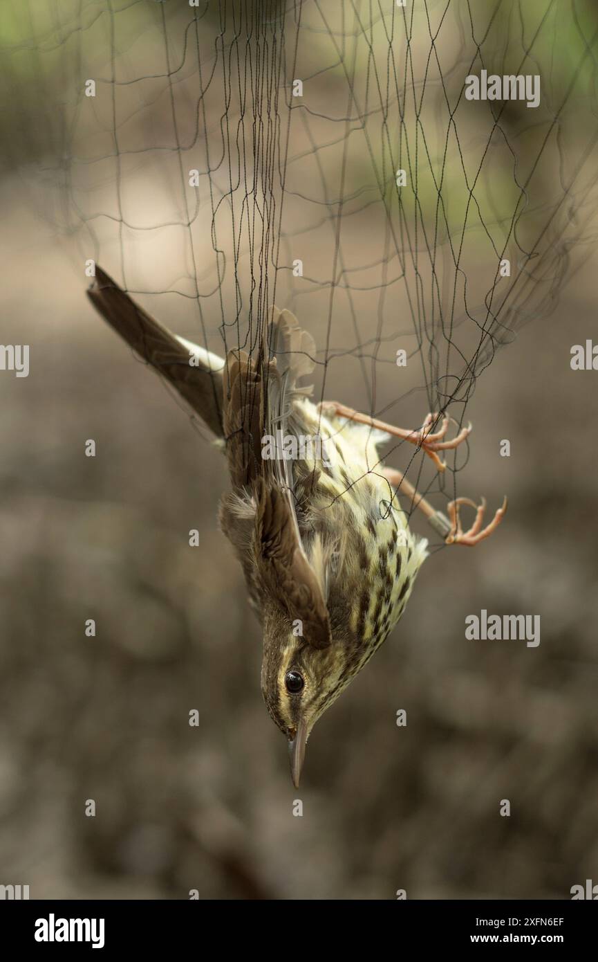 Ruée du Nord (Parkesia noveboracensis), capturée dans un filet de brume au cours d'une étude sur les oiseaux migrateurs au Costa Rica, janvier. Banque D'Images Ruée du Nord (Parkesia noveboracensis), capturée dans un filet de brume au cours d'une étude sur les oiseaux migrateurs au Costa Rica, janvier. Banque D'Images
