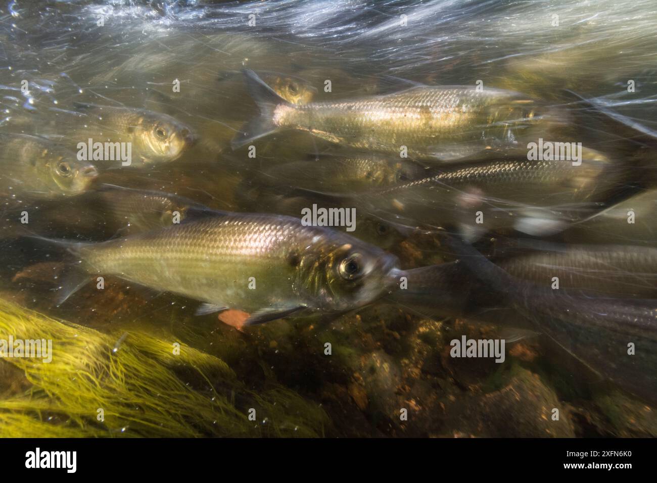 Alewives (Alosa pseudoharengus) poissons migrant vers le haut d'une rivière dans le nord du Maine, États-Unis. Juin. Banque D'Images