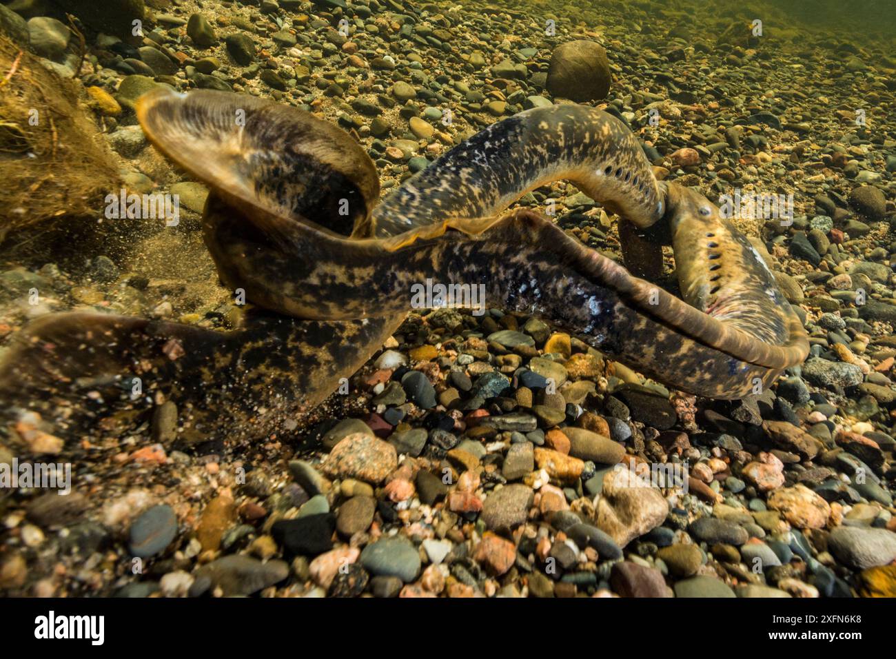 La lamproie marine (Petromyzon marinus), un poisson migrateur parasite, fraie dans la rivière Keswick, Nouveau-Brunswick, Canada. Juin. Banque D'Images