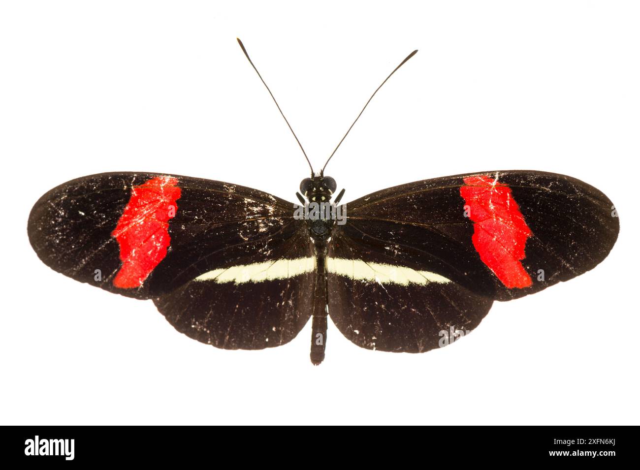 Petit papillon facteur (Heliconius erato) photographié sur fond blanc, Costa Rica. Banque D'Images