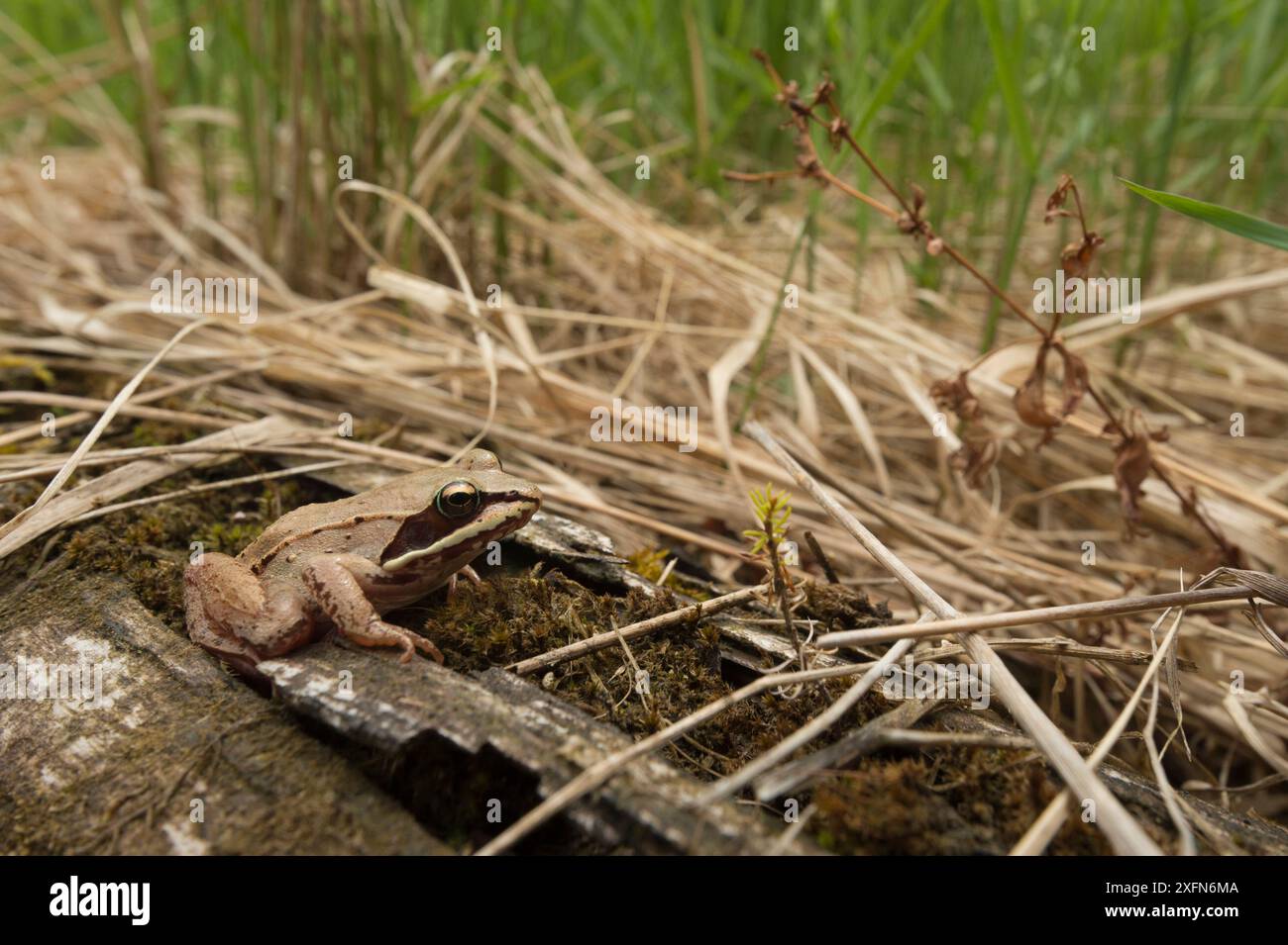 Grenouille des bois (Lithobates sylvaticus) Nouveau-Brunswick, Canada, mai. Banque D'Images