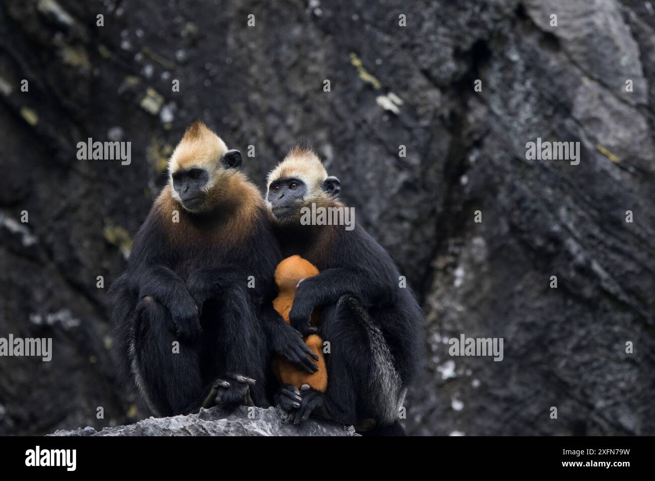 Femelles de chat Ba langur (Trachypithecus poliocephalus) avec nourrisson, endémique de l'île de chat Ba, baie d'Ha long, site du patrimoine mondial de l'UNESCO, Vietnam. En danger critique d'extinction Banque D'Images