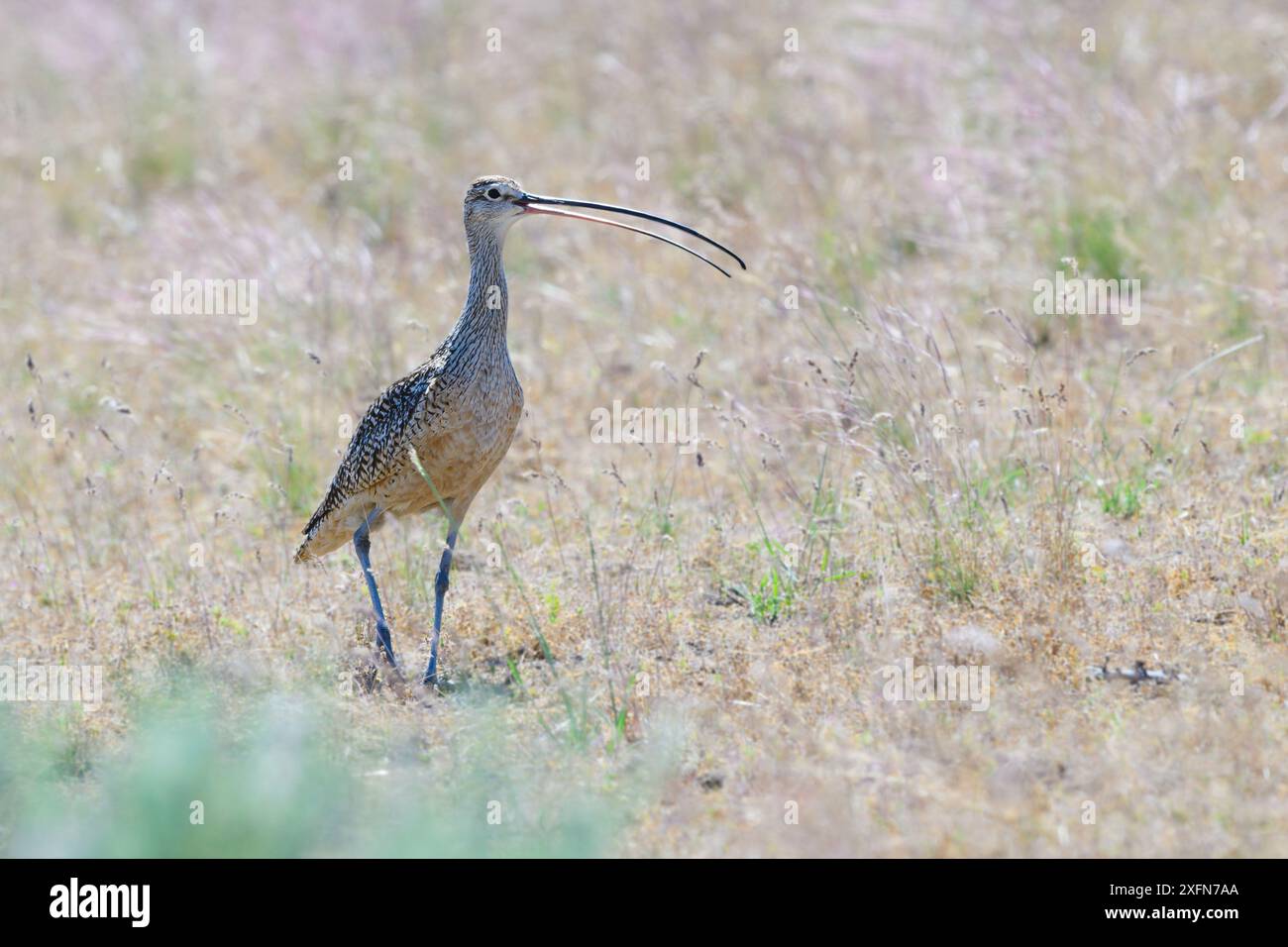 Curlew à bec long dans les prairies d'été sur l'île d'Antelope, Utah Banque D'Images