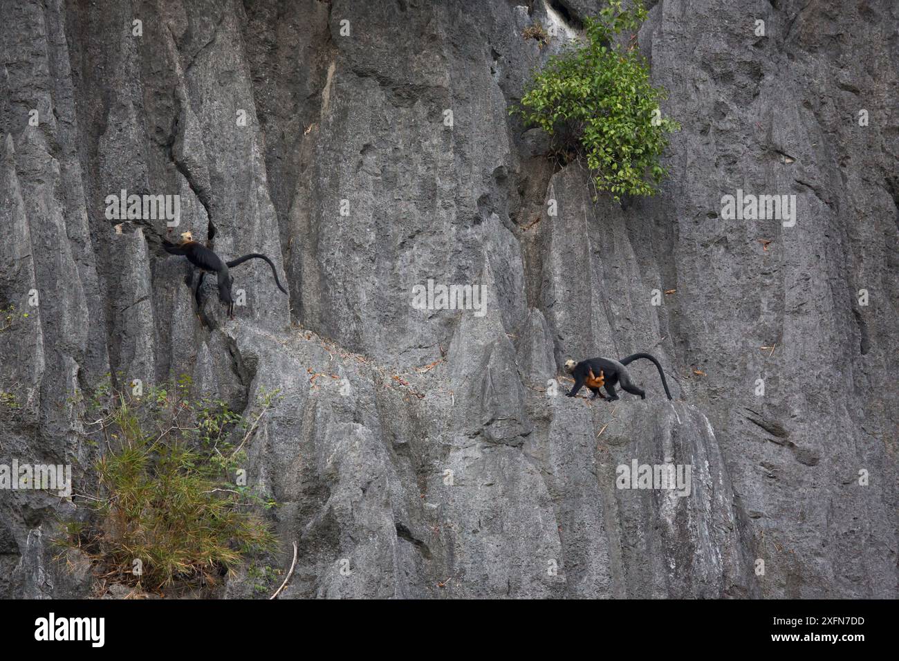 Chat Ba langur femelle (Trachypithecus poliocephalus) avec nourrisson sur les falaises karstiques, baie d'Ha long site du patrimoine mondial de l'UNESCO, endémique de l'île de Cat Ba, Vietnam. En danger critique d'extinction Banque D'Images