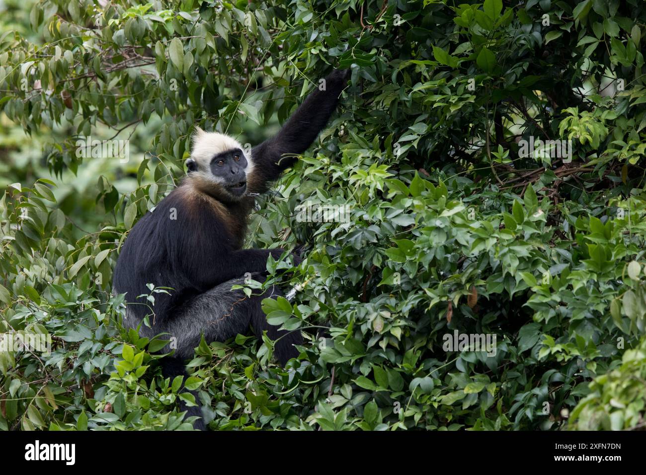 Langur de Cat Ba (Trachypithecus poliocephalus) Ha Long Bay UNESCO World Heritage Site, endémique à l'ile de Cat Ba, au Vietnam. Critique d'extinction Banque D'Images