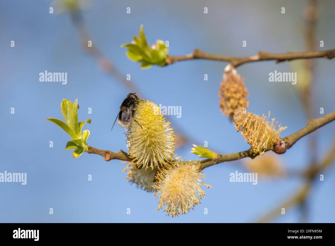 Bourdon imitant la mouche aérienne (Eristalis intricarius) se nourrissant de pollen de saule gris (Salix cinerea), Monmouthshire, pays de Galles, Royaume-Uni, avril. Banque D'Images