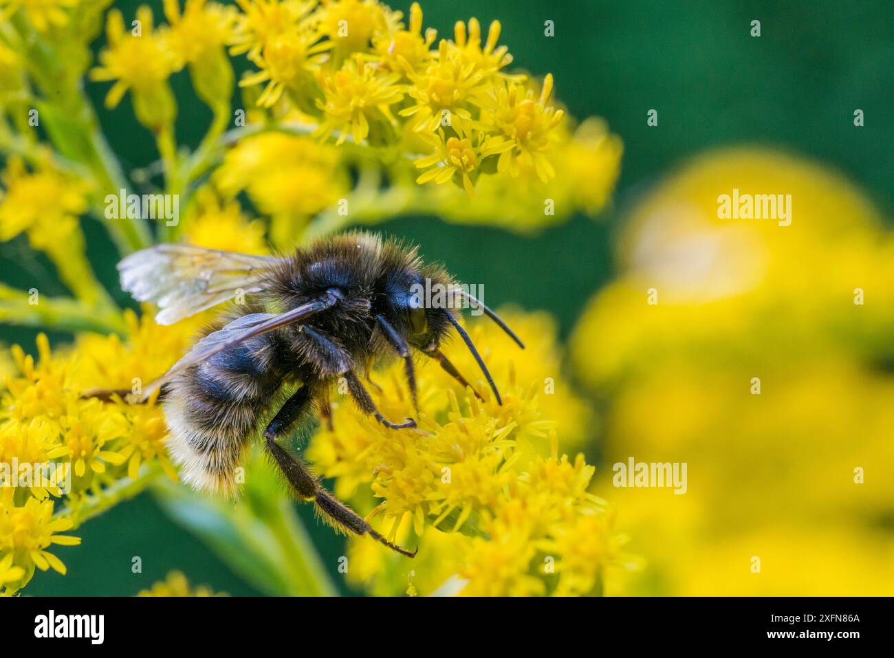 Bourdon de coucou (Bombus campestris) se nourrissant de verge d'or (Solidago). Monmouthshire, pays de Galles, Royaume-Uni. Septembre. Banque D'Images
