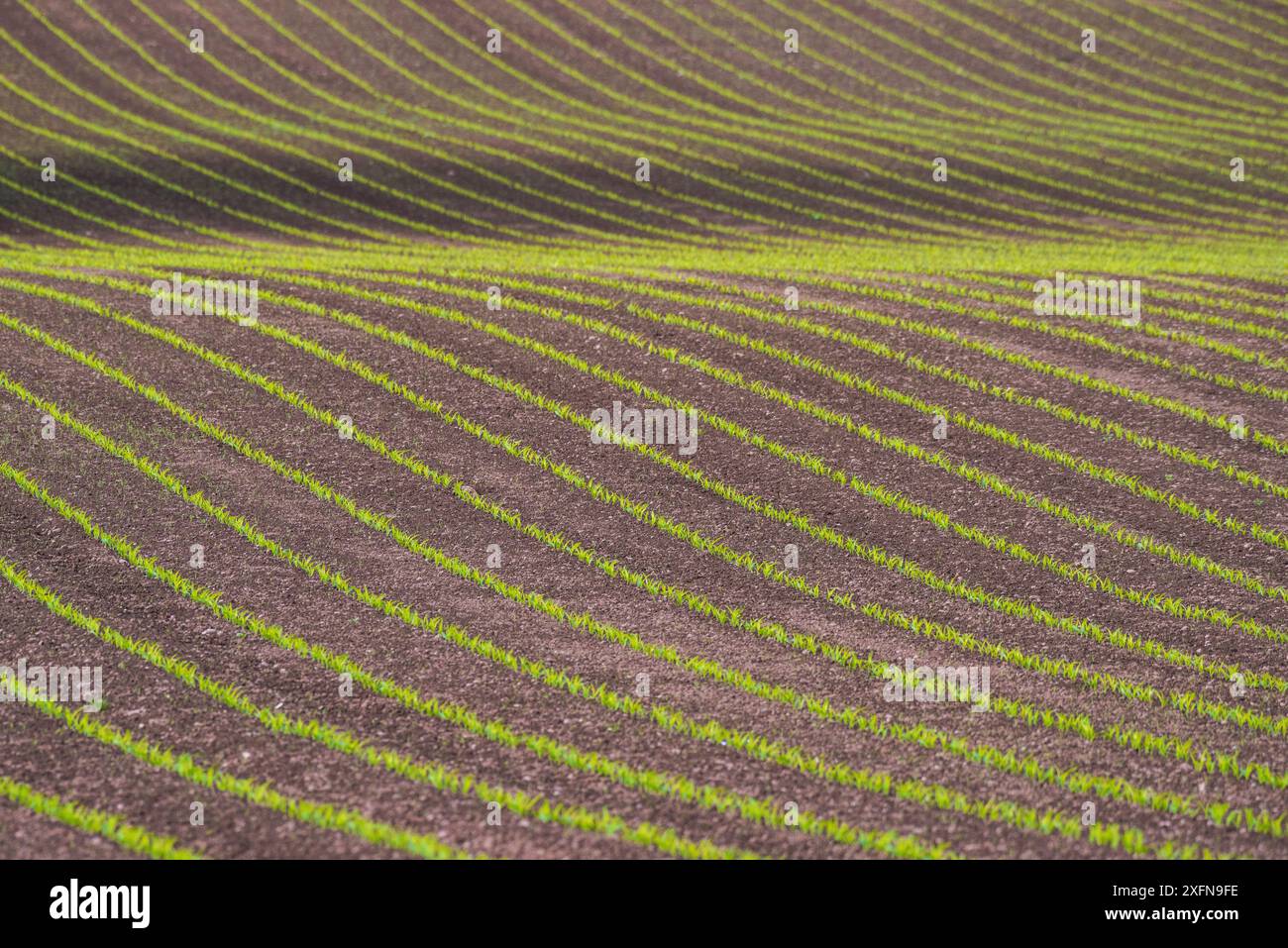 Champ de semis de maïs (Zea mays), Monmouthshire, pays de Galles, Royaume-Uni, mai. Banque D'Images