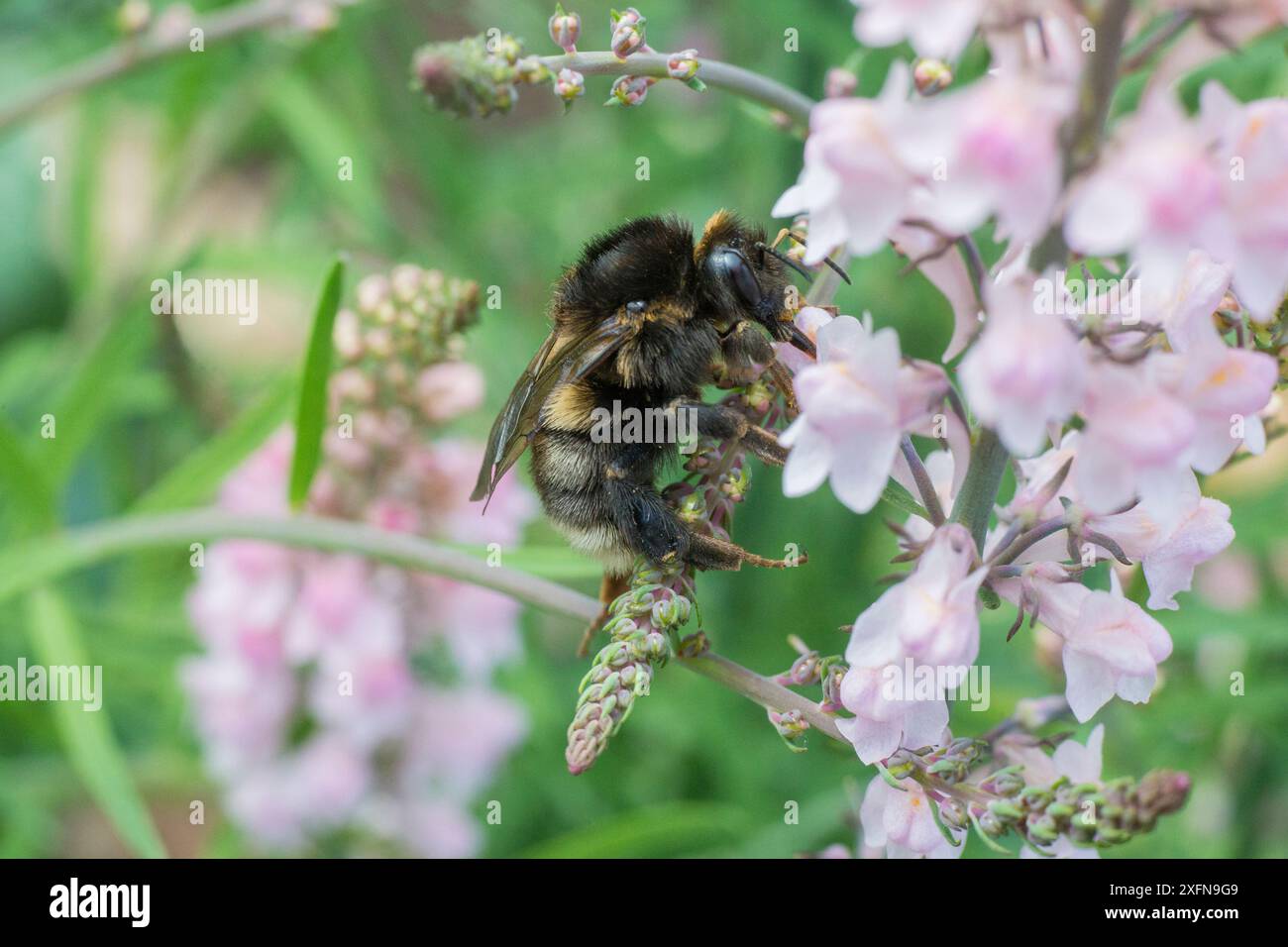 Abeille coucou (Bombus campestris) se nourrissant de Toadflax (Linaria purpurea) Monmouthshire, pays de Galles, Royaume-Uni. Juin. Banque D'Images