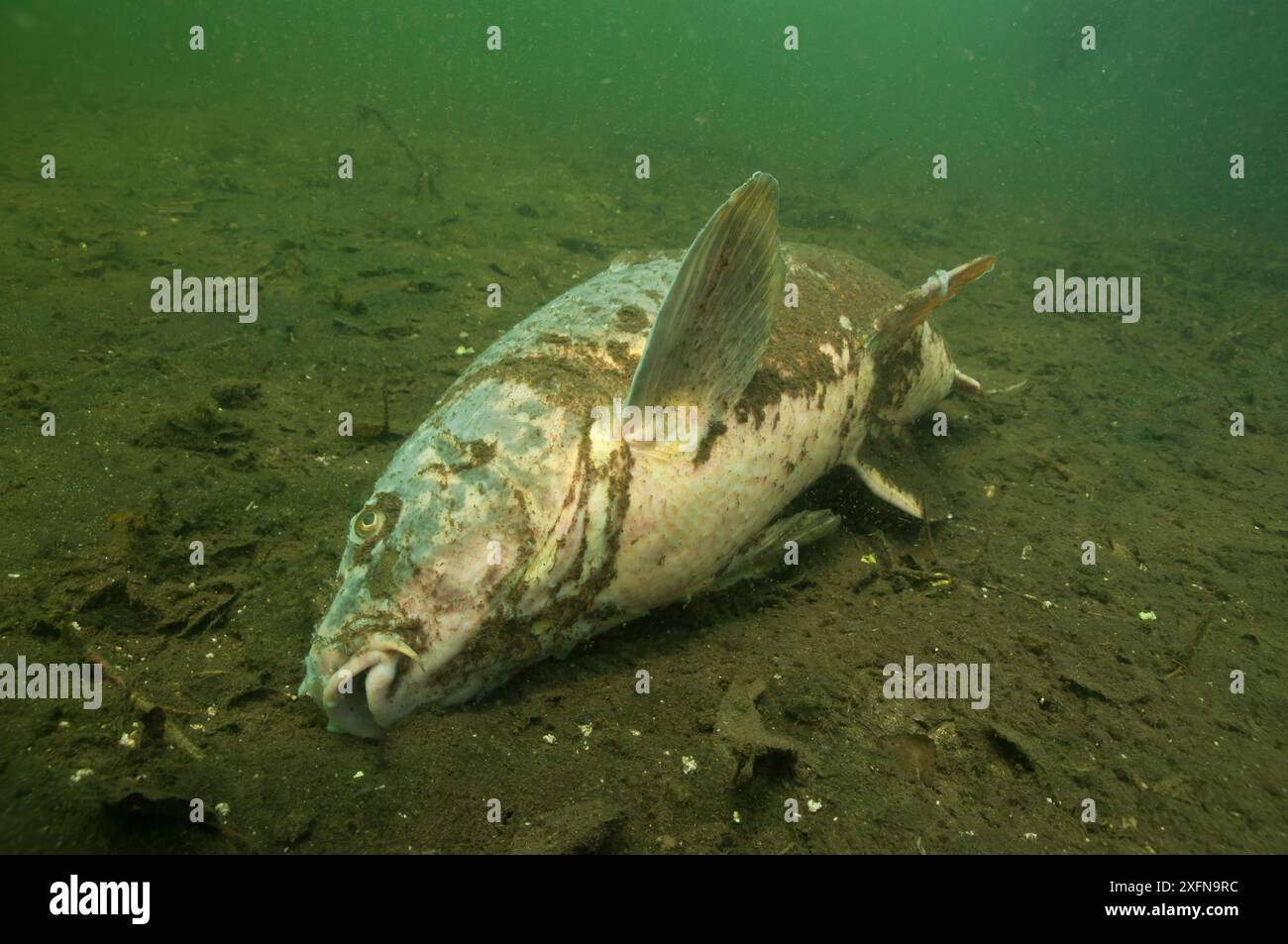 Carpe commune (Cyprinus carpio) morte dans un lac, pays-Bas, avril. Banque D'Images