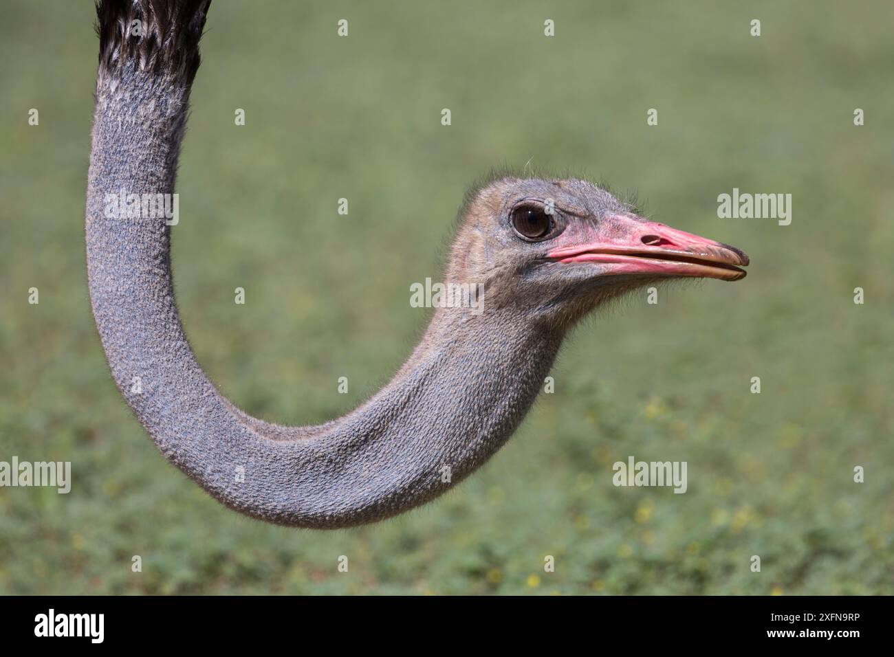 Autruche (Struthio camelus), Kgalagadi Transfrontier Park, Afrique du Sud. Banque D'Images
