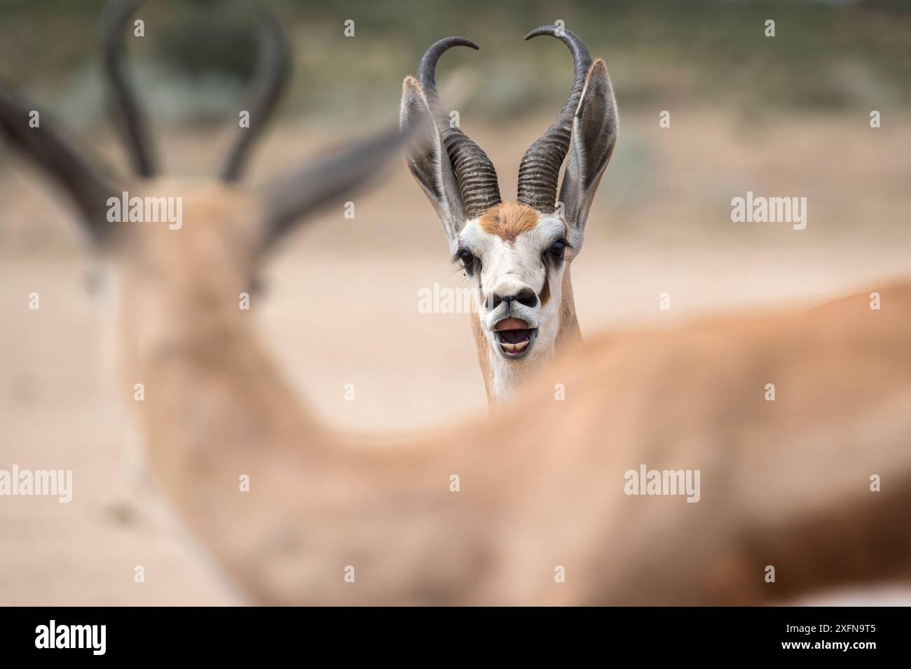 Bélier Springbok (Antidorcas marsupialis) présentant une réponse de Flehmen, Kgalagadi Transfrontier Park, Northern Cape, Afrique du Sud. Banque D'Images