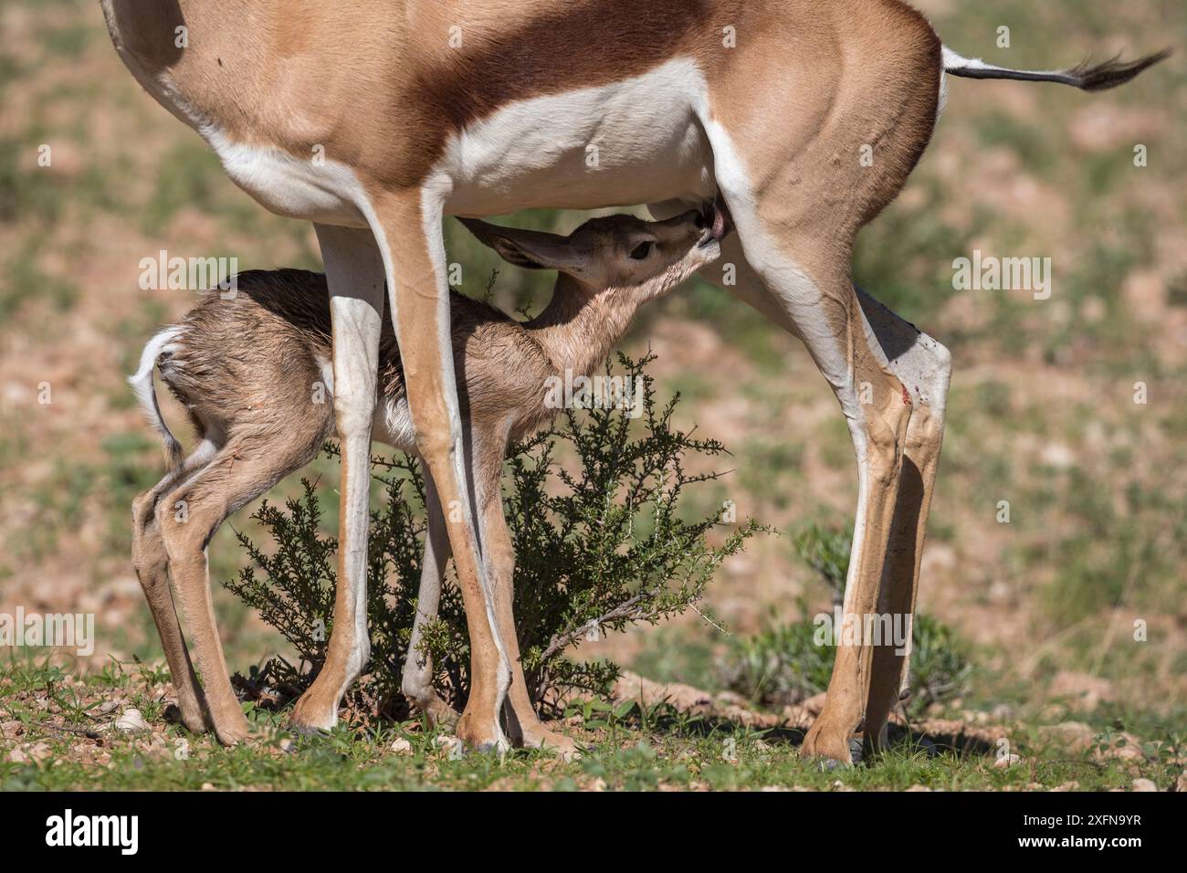 Springbok (Antidorcas marsupialis) avec allaitement de veau nouveau-né, Kgalagadi Transfrontier Park, Northern Cape, Afrique du Sud, janvier. Banque D'Images