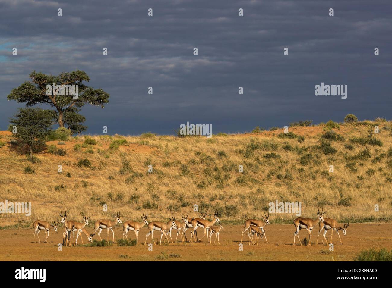Troupeau de Springbok (Antidorcas marsupialis), parc transfrontalier de Kgalagadi, Cap Nord, Afrique du Sud, janvier. Banque D'Images