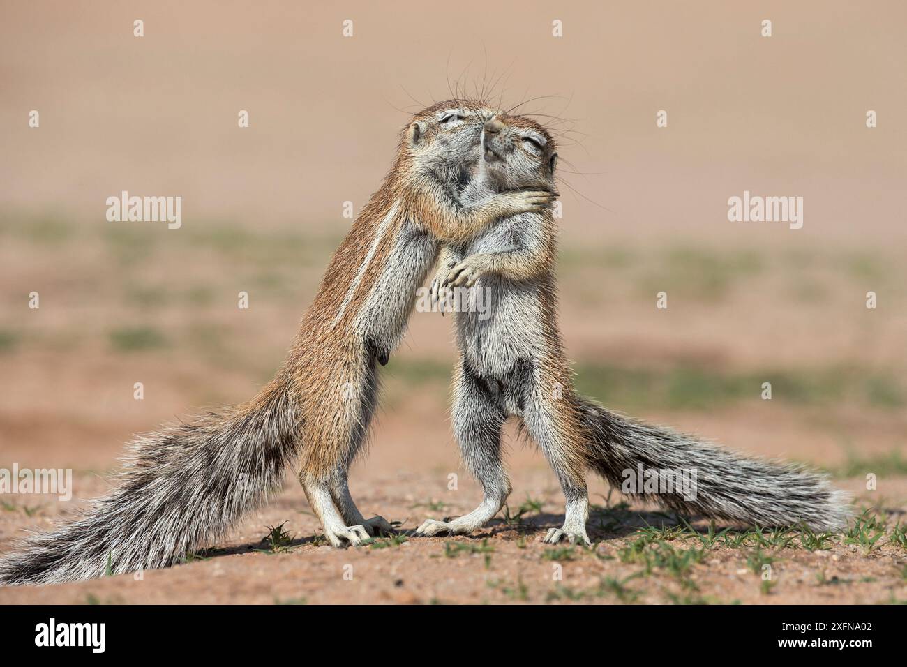 Les jeunes écureuils terrestres (Ha83 inauris) combats, Kgalagadi Transfrontier Park, Northern Cape, Afrique du Sud, janvier. Banque D'Images
