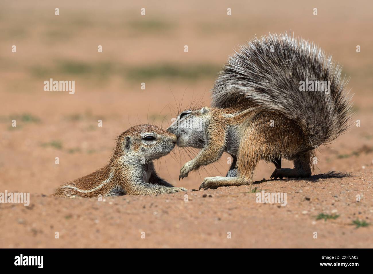 Écureuils terrestres (Xerus inauris) en interaction, Kgalagadi Transfrontier Park, Northern Cape, Afrique du Sud, janvier. Banque D'Images