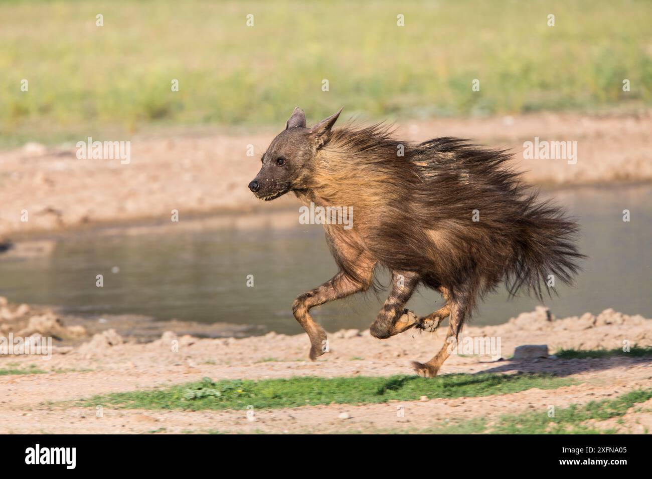 Hyaena brune (Hyaena brunnea) Running, Kgalagadi Transfrontier Park, Northern Cape, Afrique du Sud, janvier. Banque D'Images