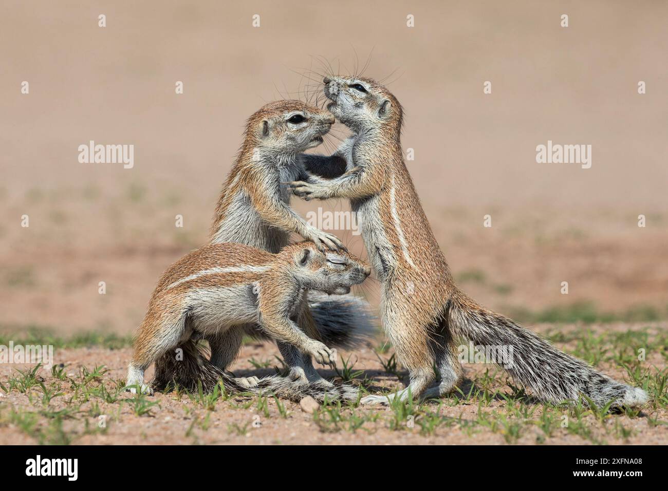 Jeunes écureuils terrestres (Xerus inauris) en interaction, Kgalagadi Transfrontier Park, Northern Cape, Afrique du Sud, janvier. Banque D'Images