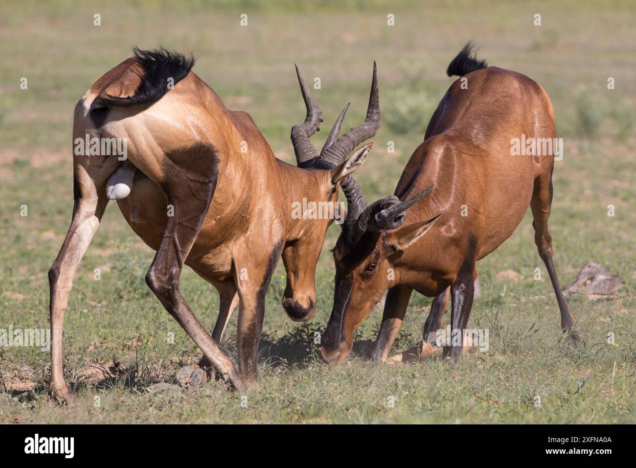 Mâles de hartebeest rouge (Alcelaphus buselaphus caama) combattant, Kgalagadi Transfrontier Park, Northern Cape, Afrique du Sud, janvier. Banque D'Images