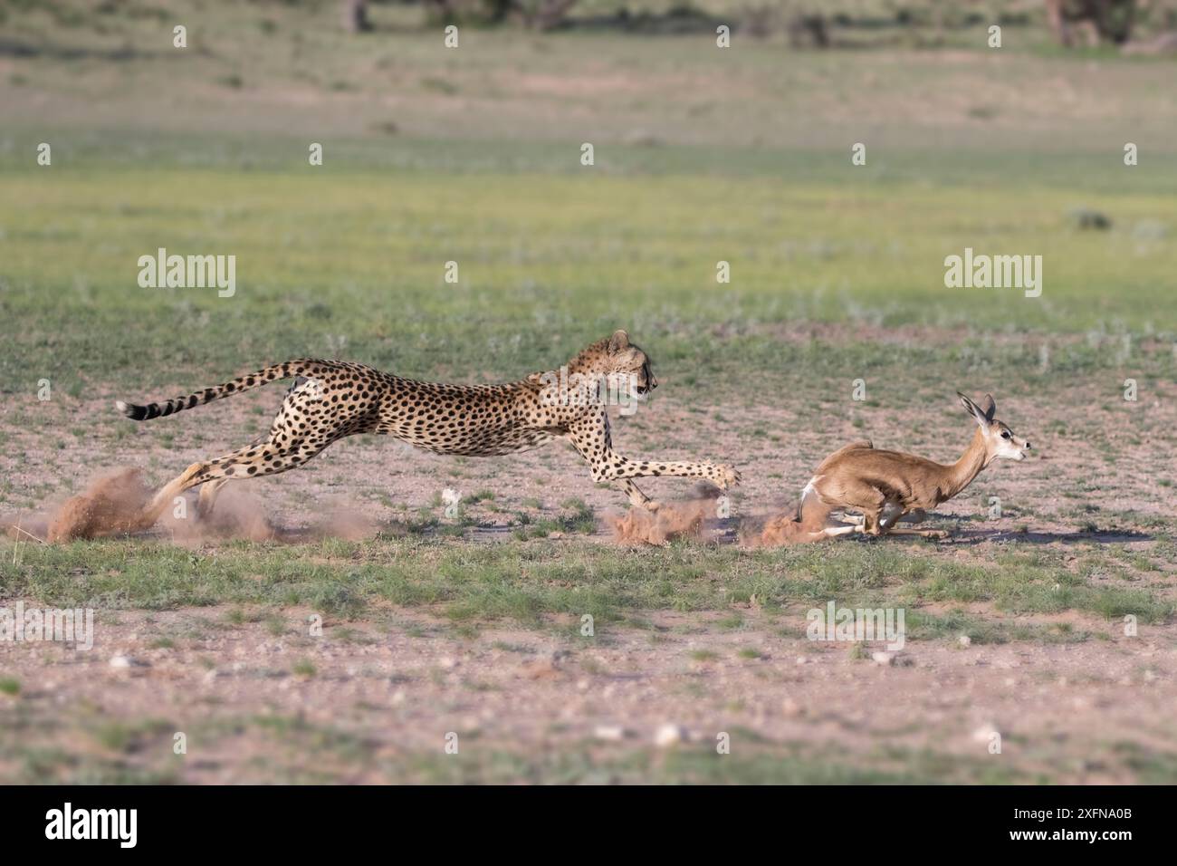 Guépard (Acinonyx jubatus) chassant le jeune springbok, Kgalagadi Transfrontier Park, Northern Cape, Afrique du Sud, janvier. Banque D'Images