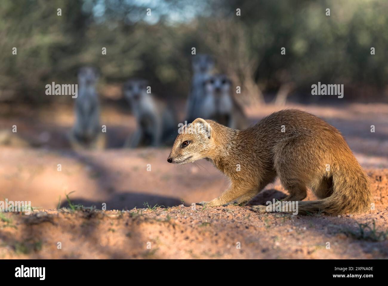La mangouste jaune (Cynictis penicillata) au repaire des suricates, parc transfrontalier de Kgalagadi, Cap Nord, Afrique du Sud, janvier. Les mangoustes jaunes partagent parfois des tanières avec des suricates. Banque D'Images