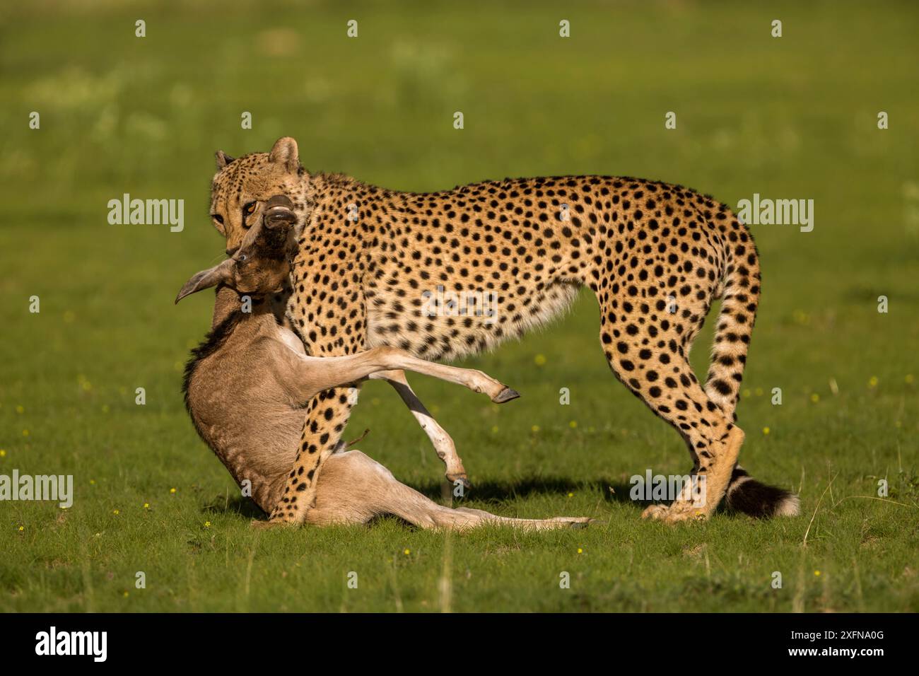 Guépard (Acinonyx jubatus) avec le veau de gnous (Connochaetes taurinus) tuer, Kgalagadi Transfrontier Park, Cap Nord, Afrique du Sud, janvier. Banque D'Images