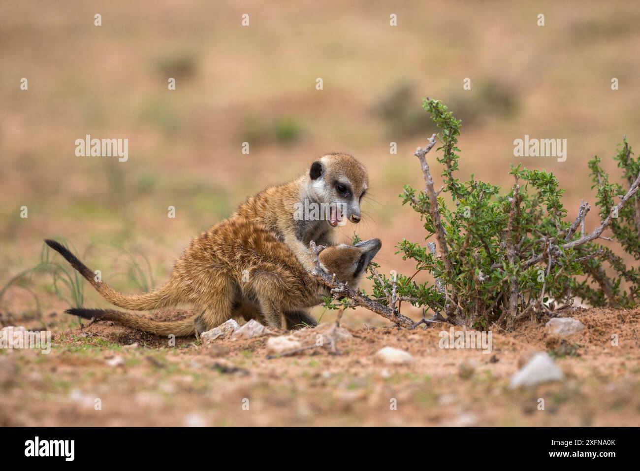 Suricates (Suricata suricatta) playfight, Kgalagadi Transfrontier Park, Northern Cape, Afrique du Sud, janvier. Banque D'Images