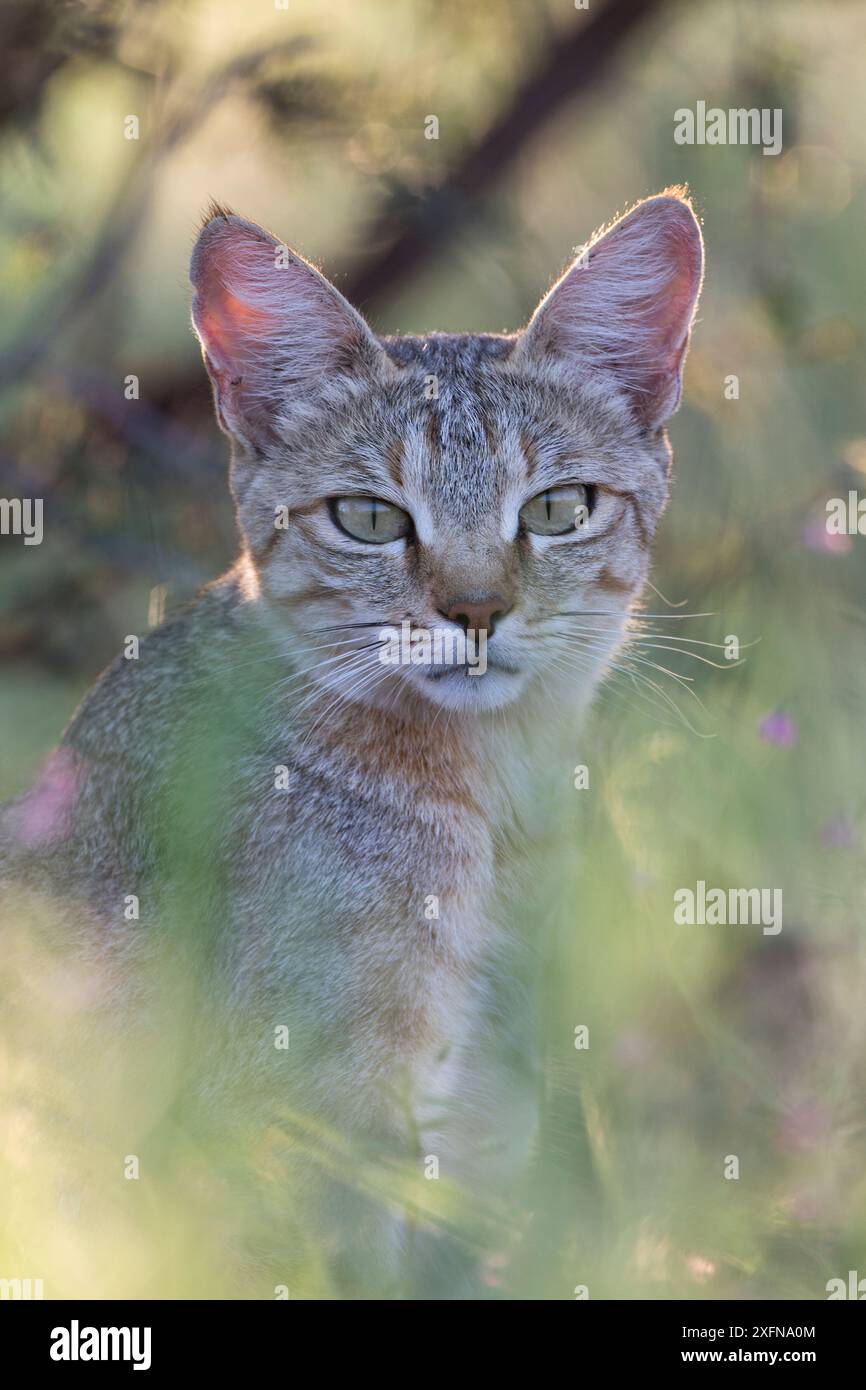 Chat sauvage africain (Felis silvestris lybica), Kgalagadi Transfrontier Park, Northern Cape, Afrique du Sud. Banque D'Images