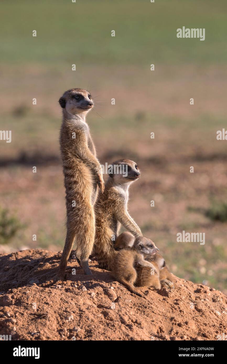 Les suricates (Suricata suricatta) avec les jeunes, Kgalagadi Transfrontier Park, Northern Cape, Afrique du Sud, janvier. Banque D'Images